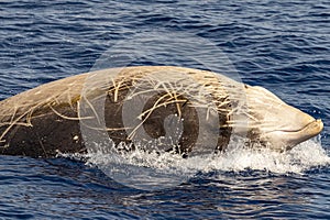 Rare Cuvier Goose Beaked whale dolphin Ziphius cavirostris