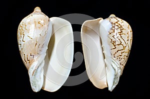 Rare Cymbiola nobilis marine seashell photo