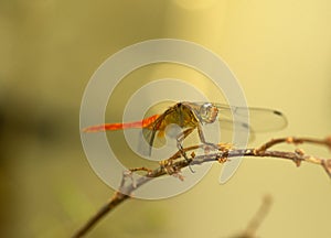 Red Damselfly for you
