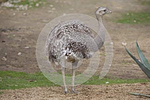 Rare Darwin's rhea, Rhea pennata