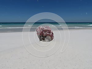 Piece of coral at Big Beach Praia Grande