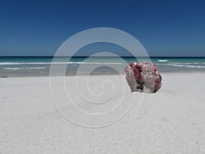 Piece of coral at Big Beach Praia Grande