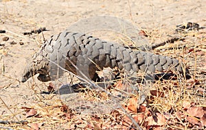 Rare daytime sighting of a critically endangered Pangolin in the wild