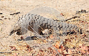 Rare daytime sighting of a critically endangered Pangolin in the wild photo