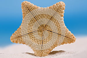 Rare deepwater starfish with ocean, on white sand beach, sky and