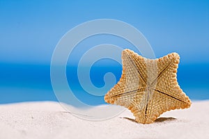 Rare deepwater starfish with ocean, on white sand beach, sky and