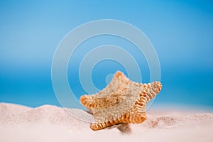 Rare deepwater starfish with ocean, on white sand beach, sky and