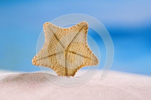 Rare deepwater starfish with ocean, on white sand beach, sky and