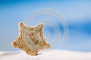 Rare deepwater starfish with ocean, on white sand beach, sky and photo