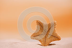 Rare deepwater starfish with sunrise light, photo