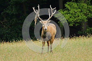 Rare deer Elaphurus davidianus
