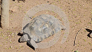 Rare desert turtle moving fast