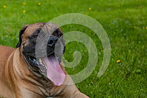 Selten der Hund rassen. detailliert Porträt schön der Hund züchten Süd auf der Grün bernstein gras 