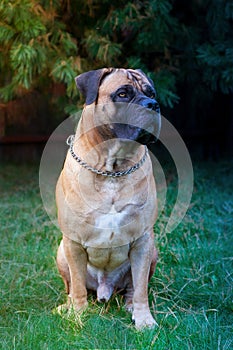 Rare dog breeds. Closeup portrait of a beautiful dog breed South African Boerboel on the green and amber grass background.