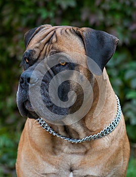 Rare dog breeds. Closeup portrait of a beautiful dog breed South African Boerboel on the green and amber grass background.