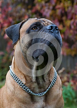 Rare dog breeds. Closeup portrait of a beautiful dog breed South African Boerboel on the green and amber grass background.