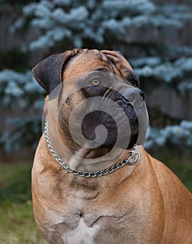 Rare dog breeds. Closeup portrait of a beautiful dog breed South African Boerboel on the green and amber grass background.