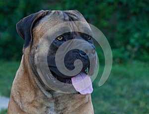 Rare dog breeds. Closeup portrait of a beautiful dog breed South African Boerboel on the green and amber grass background.