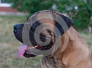 Rare dog breeds. Closeup portrait of a beautiful dog breed South African Boerboel on the green and amber grass background.