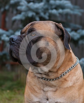 Rare dog breeds. Closeup portrait of a beautiful dog breed South African Boerboel on the green and amber grass background.