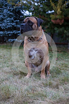 Rare dog breeds. Closeup portrait of a beautiful dog breed South African Boerboel on the green and amber grass background.