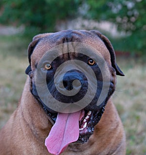 Selten der Hund rassen. detailliert Porträt schön der Hund züchten Süd auf der Grün bernstein gras 