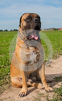 Rare dog breeds. Portrait close-up. South African burbul yawns...