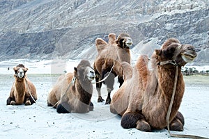 Rare double hump Bactrian camel in the sandunes of Hunder, Nubra Valley, Ladakh, India