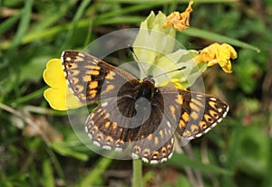 A rare Duke of Burgundy Butterfly, Hamearis lucina, perched on a cowslip flower, Primula veris.