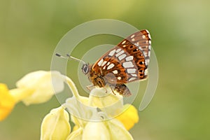 A rare Duke of Burgundy Butterfly, Hamearis lucina, perching on a Cowslip flower in springtime.