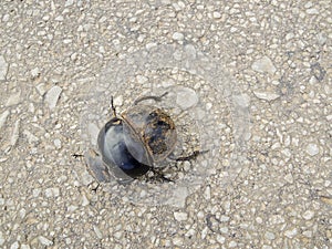 Rare dung beetle from Addo in Africa