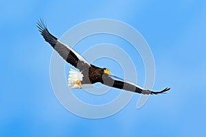 Rare eagle with snowy lake with ice. Steller\'s sea eagle, Haliaeetus pelagicus, flying bird of prey, with forest in background,