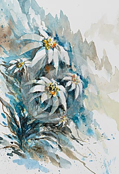 Rare Edelweiss flowers watercolors painted