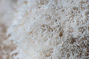 The rare Edible Lion Mane Mushroom Hericium Erinaceus pruikzwam in the Forest. Beautifully radiant and striking