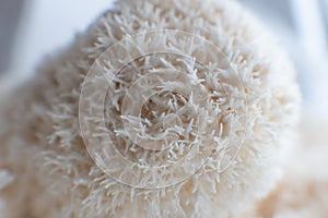 The rare Edible Lion Mane Mushroom Hericium Erinaceus pruikzwam in the Forest. Beautifully radiant and striking photo