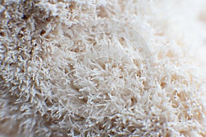 The rare Edible Lion Mane Mushroom Hericium Erinaceus pruikzwam in the Forest. Beautifully radiant and striking photo