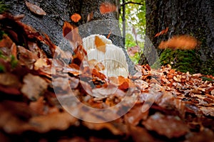 Rare Lion`s mane mushroom in a Dutch forest photo