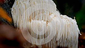 Rare Lion`s mane mushroom in a Dutch forest