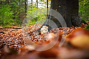 Rare Lion`s mane mushroom in a Dutch forest photo