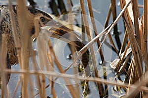 A rare and elusive Bittern Botaurus stellaris eating a Pike that it has just caught.