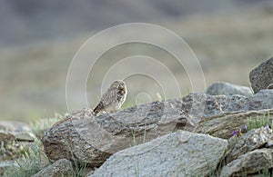 Rare and elusive Little Owl seen near Tsokar lake  in summer months, Ladakh, India