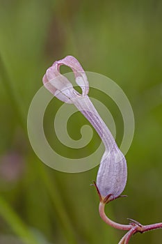 Rare and Endanger Ceropegia flower seen near Cherrapunji , Meghalaya, India photo
