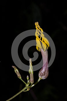 Rare and Endanger Ceropegia flower seen near Cherrapunji , Meghalaya, India photo