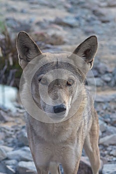 A rare and endangered Arabian Wolf, a subspecies of the Grey wolf, stops and stares in the desert landscape.