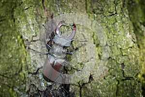 A rare and endangered beetle species with large mandibles