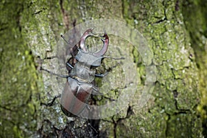 Extrano en peligro un insecto un poco El gran 