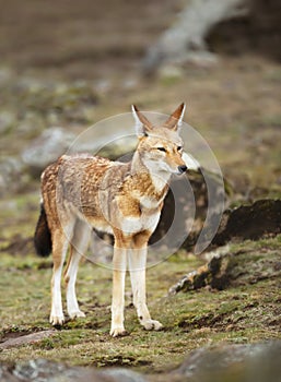 Rare and endangered Ethiopian wolf