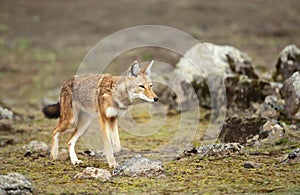 Rare and endangered Ethiopian wolf photo