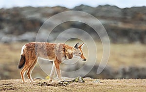 Rare and endangered Ethiopian wolf crossing Bale mountains, Ethiopia