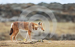 Rare and endangered Ethiopian wolf crossing Bale mountains, Ethiopia photo